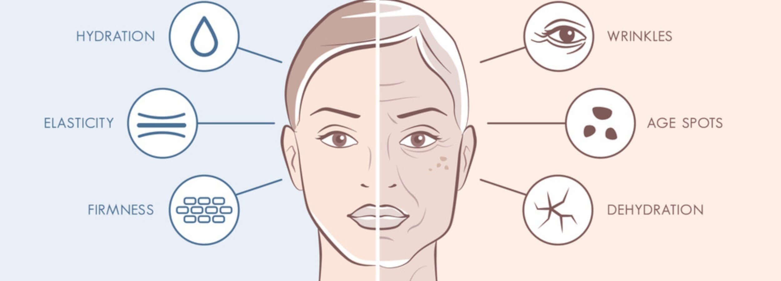 Natural Remedies to Revitalize Dull Skin infographic showing face with hydration, elasticity, firmness, wrinkles, age spots, dehydration icons