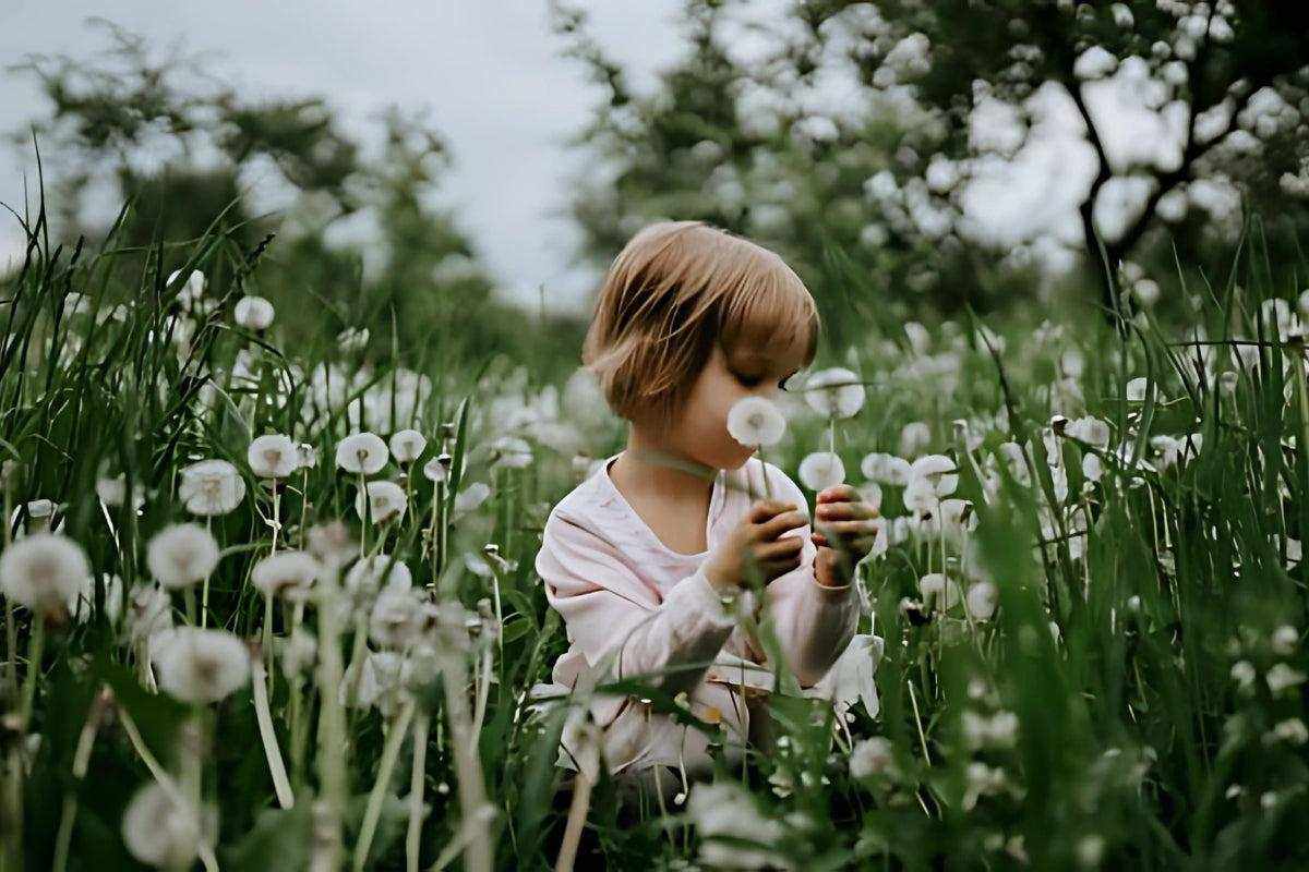 Child sitting in a field of dandelions, touching flowers, representing seasonal allergies in children.